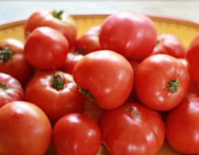 西紅柿（番茄）的功效作用、種植環境要求及旱地高產種植技巧