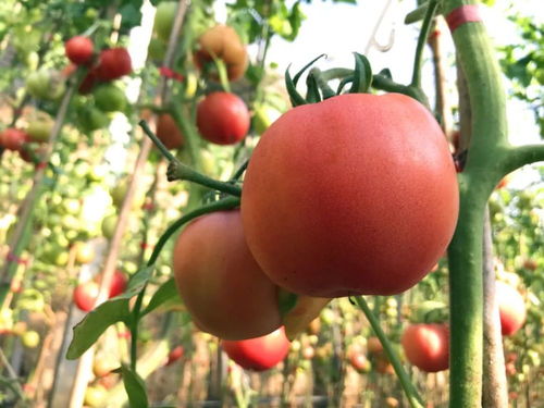 數(shù)九寒天綠意濃，電焊網(wǎng)中碩果累