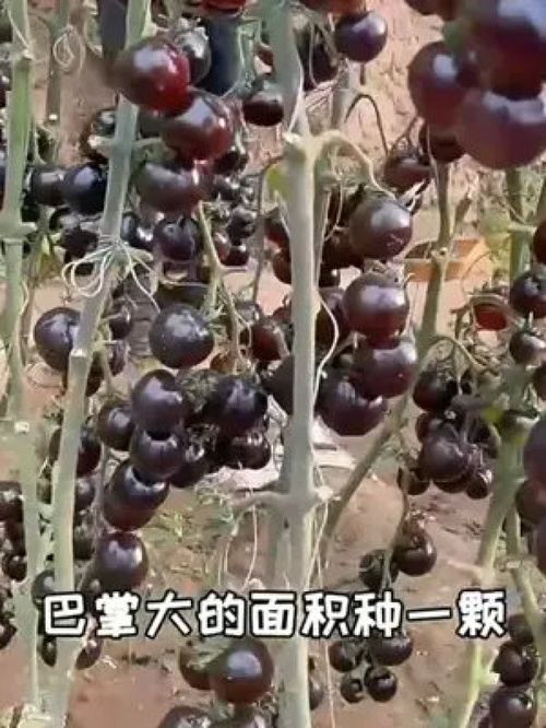 小番茄架起大農(nóng)業(yè) 優(yōu)質(zhì)農(nóng)產(chǎn)品產(chǎn)業(yè)鏈中的關(guān)鍵一環(huán)